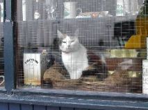 Tobermory Cat 2