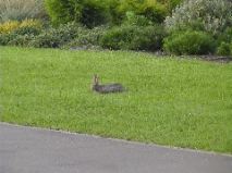 St Andrews Rabbit