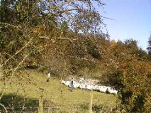 Perthshire Sheep