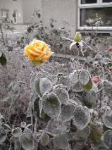Winter Roses 2
