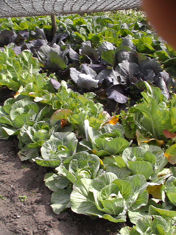 Cabbages in St Andrews Organic Garden