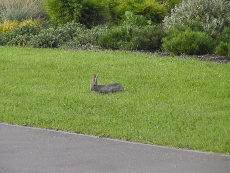 St Andrews Rabbit