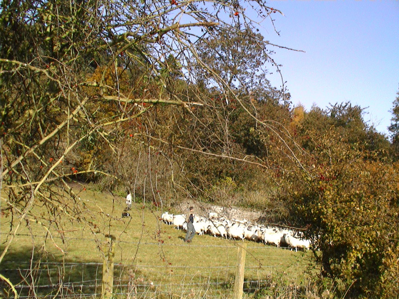 Perthshire Sheep