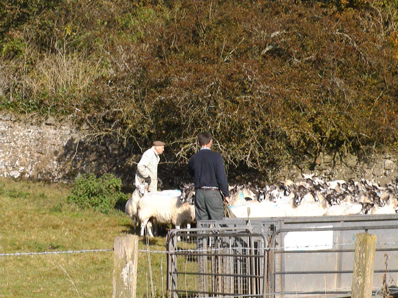 Perthshire Sheep 3