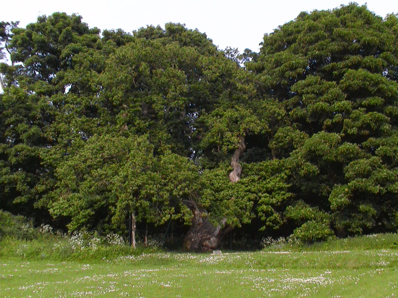 Balmerino Abbey Tree 2