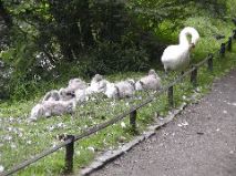 Blackford Pond - Swans