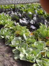 Cabbages in St Andrews Organic Garden